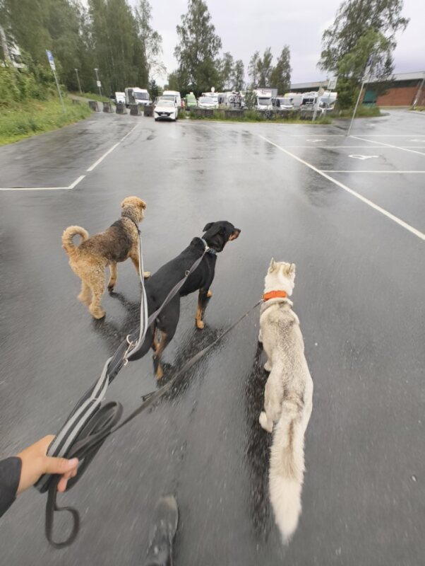Dog kindergarten Monthly subscription