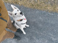 Paw Patrol AS module training service for bi-weekly uneven weeks, showing a training session with participants and trainers.