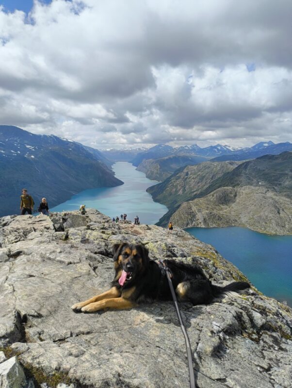 Dog hotel service by Paw Patrol AS with comfortable kennels and cozy resting areas for pets.