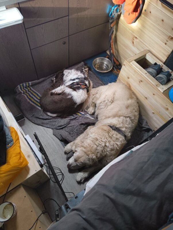 Dog hotel service by Paw Patrol AS, featuring a cozy, well-maintained dog boarding facility with comfortable accommodations for pets.