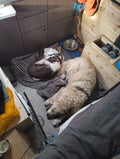 Dog hotel service by Paw Patrol AS, featuring a cozy, well-maintained dog boarding facility with comfortable accommodations for pets.