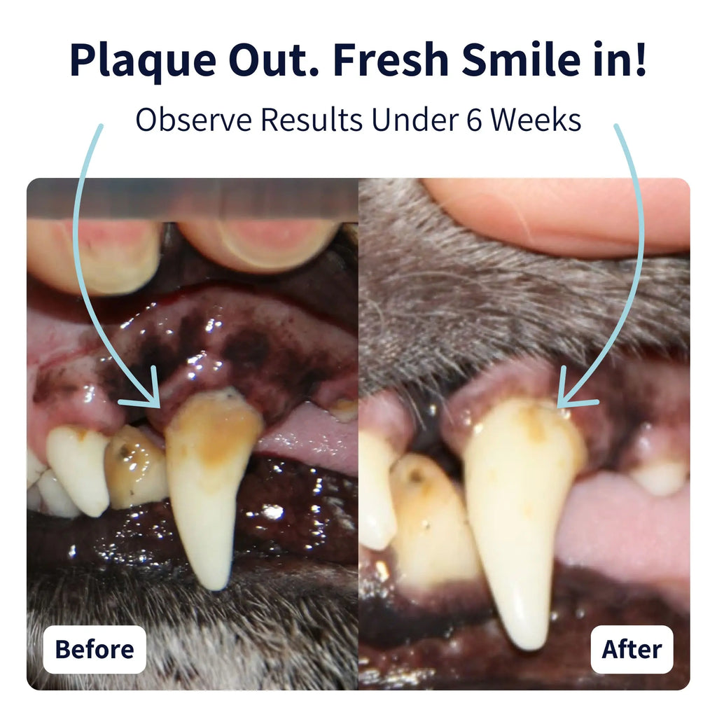 https://cdn.shopify.com/s/files/1/0573/7388/4529/files/Dental-before-after-min-_1.webp?v=1768468612