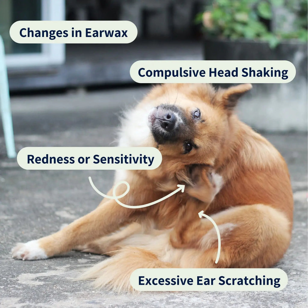 https://cdn.shopify.com/s/files/1/0573/7388/4529/files/ear-cleaner-USP-dog-min-_1.webp?v=1768468374