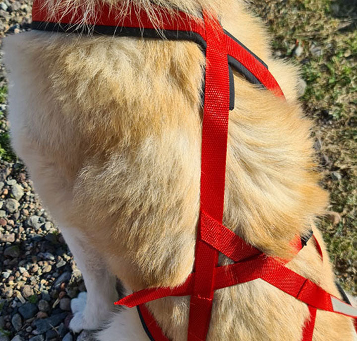 Huken Nomeharness in black with adjustable straps, designed for comfortable pet harnessing, shown on a plain background.