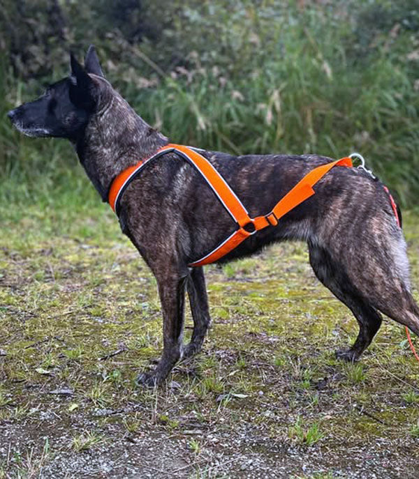 Huken multi harness with adjustable straps and durable nylon material, designed for secure and comfortable wear.