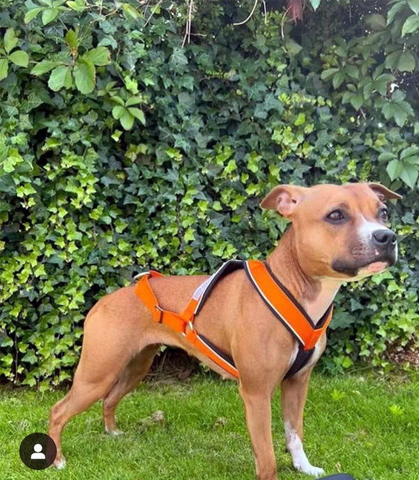 Huken multiharness with adjustable straps and multiple attachment points, designed for versatile pet restraint and control.