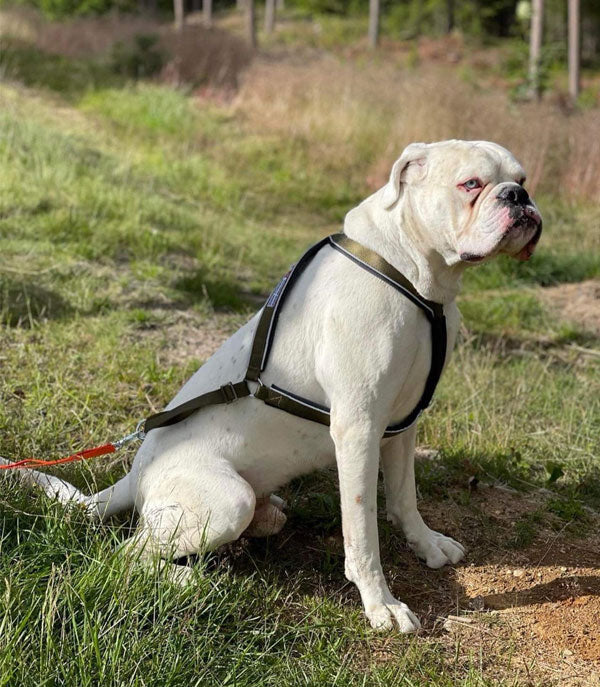 Huken multiharness with adjustable straps and padded chest for comfortable pet walking and training.