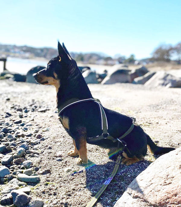 Huken multiharness with adjustable straps and multiple attachment points, designed for versatile pet safety and comfort.