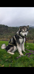 Huken Polar R Harness displayed on a mannequin, showcasing its durable design and adjustable straps for outdoor safety.
